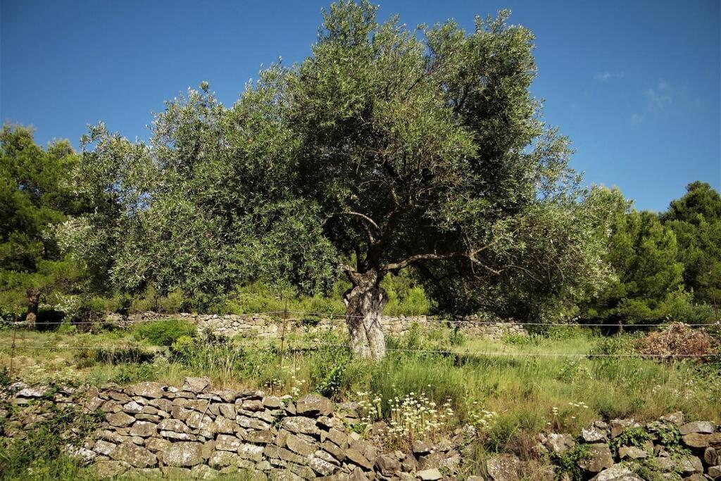 Vila L'Arbre A Soleil Aigues-Vives  Exteriér fotografie