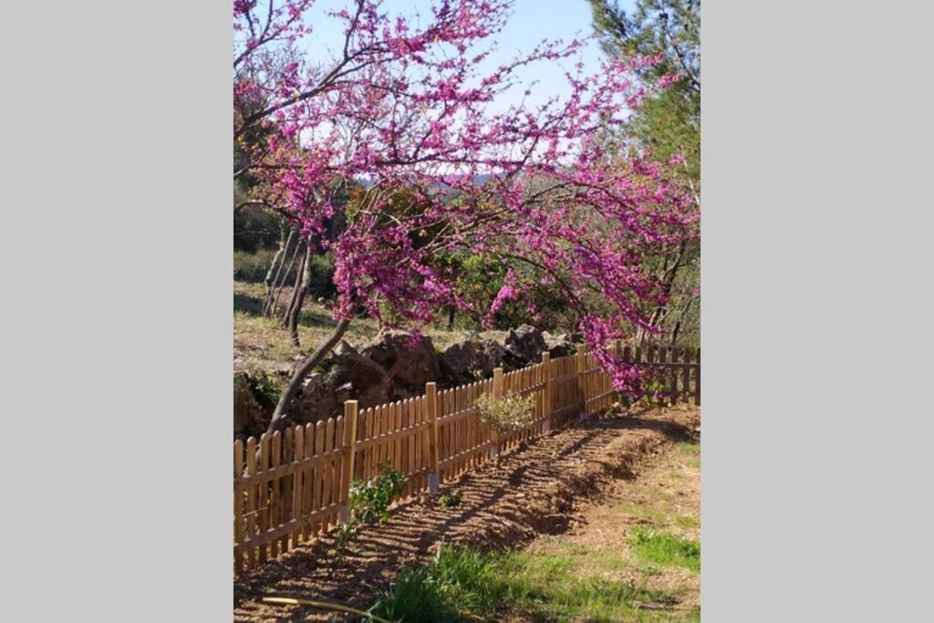 Vila L'Arbre A Soleil Aigues-Vives  Exteriér fotografie